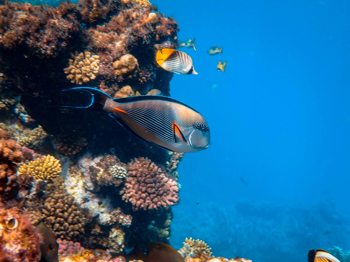 Poissons de récif dans les eaux claires de l'océan Indien